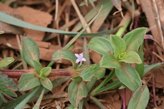 Spermacoce articularis